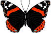 butterfly7.gif